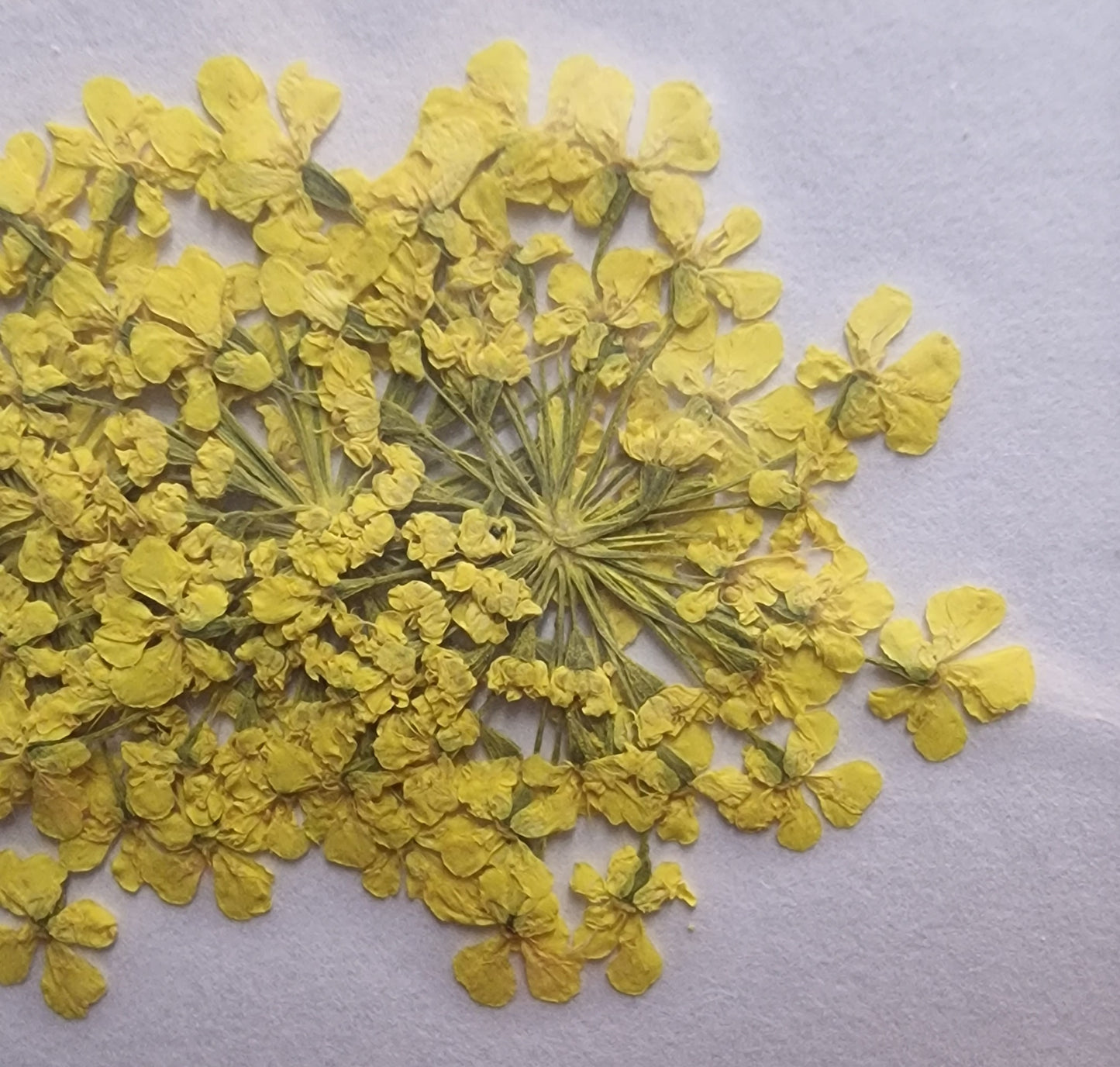 Queen Ann's lace bulk packs