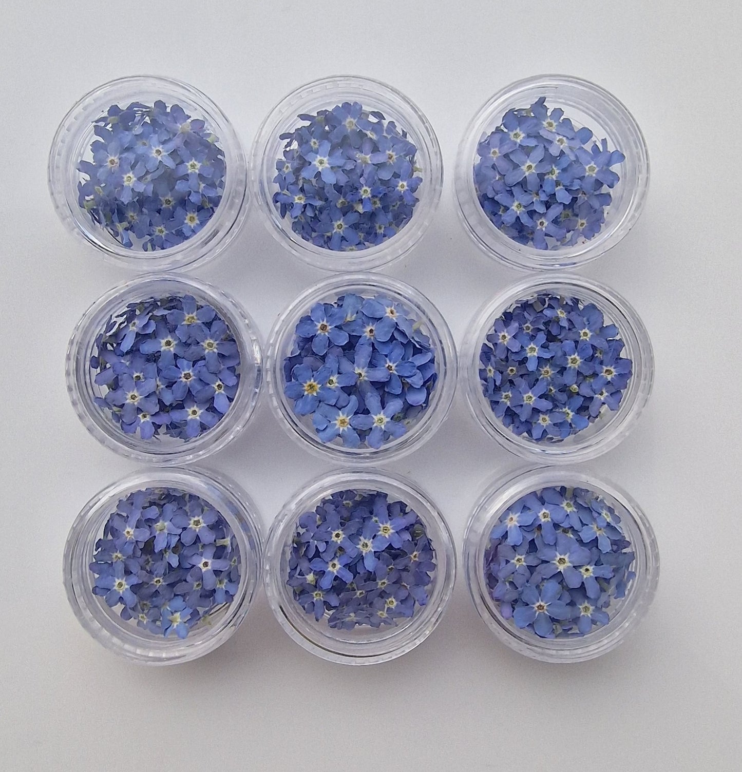 Bargain pot of forget me nots/ B grade