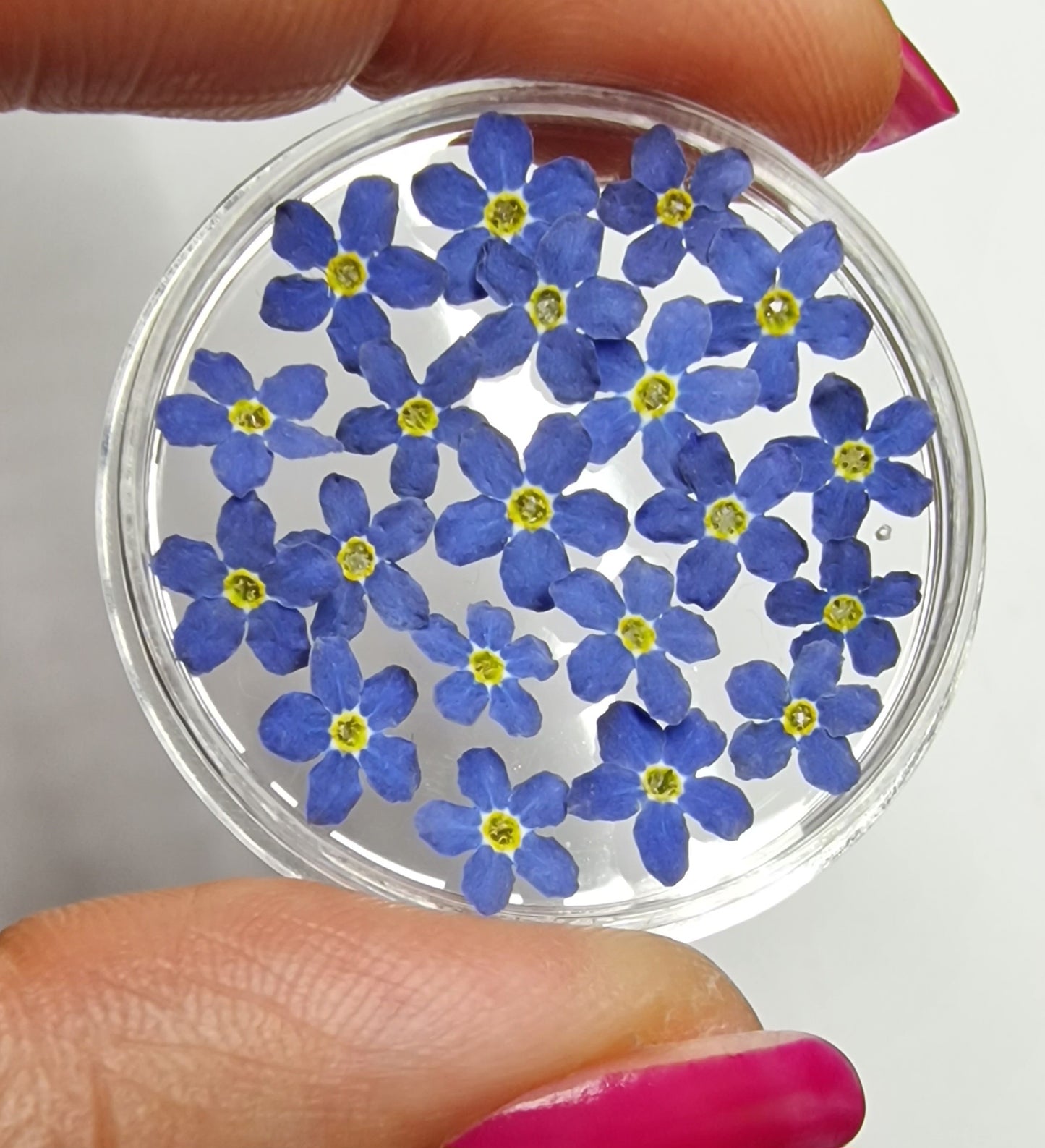 3d forget me nots mix sizes