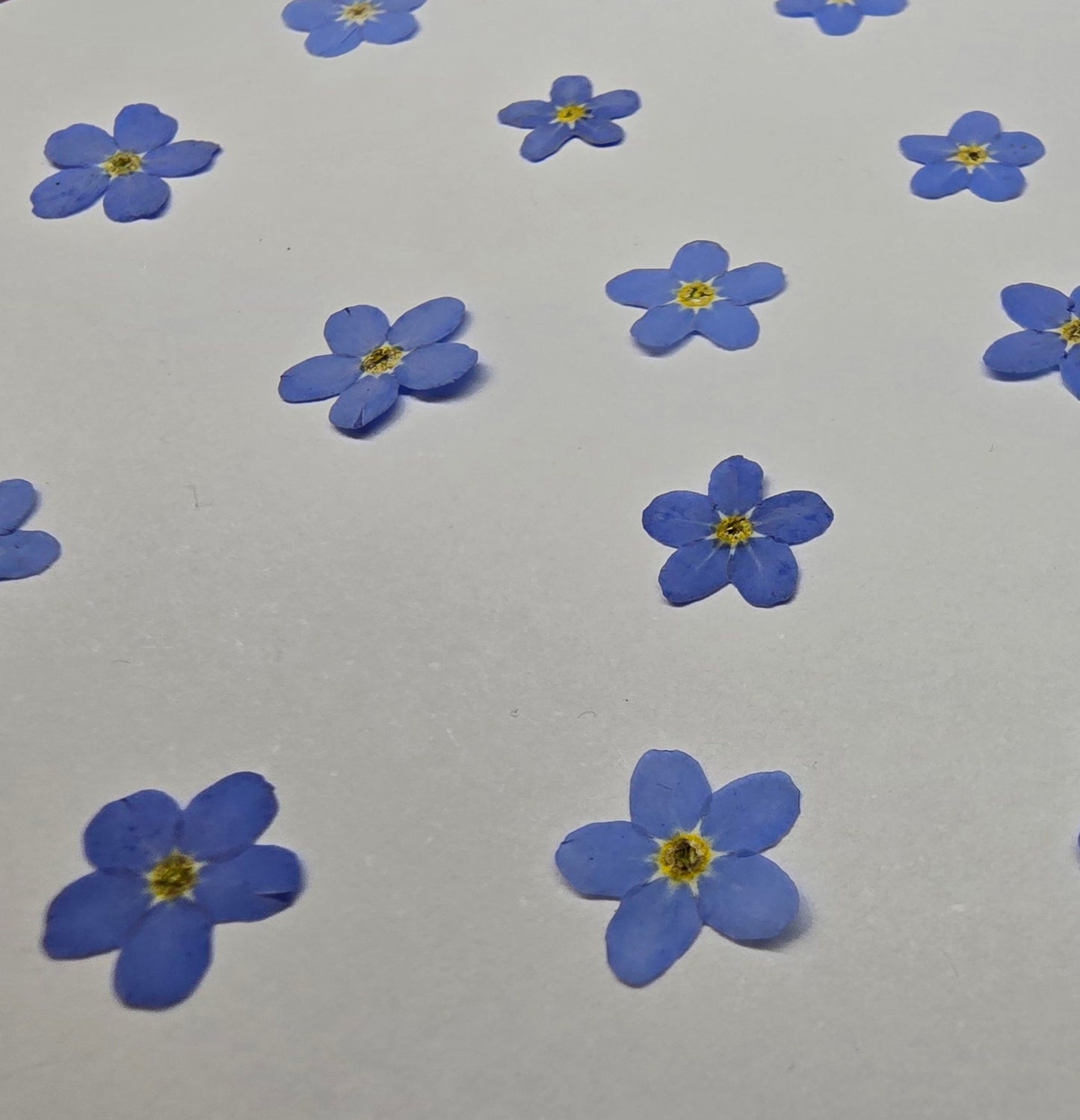 Pressed Forget-me-nots