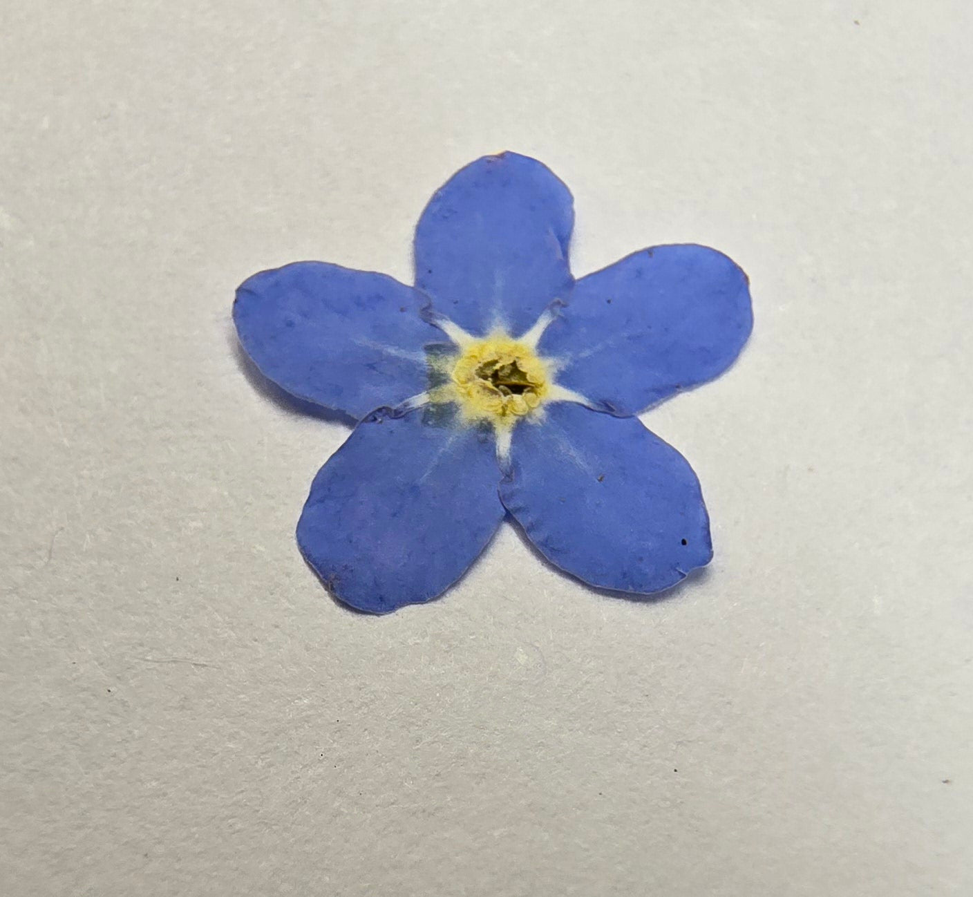 Pressed Forget-me-nots