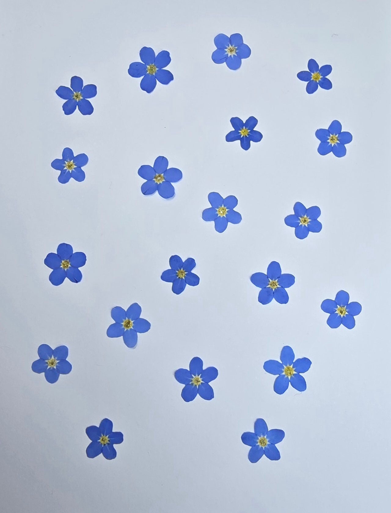 Pressed Forget-me-nots