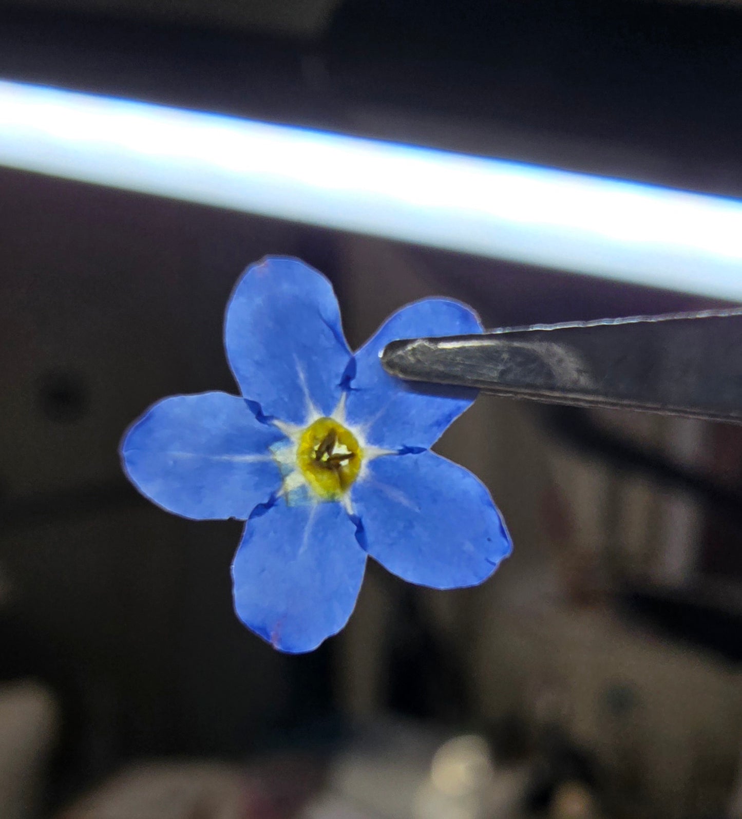 Pressed Forget-me-nots
