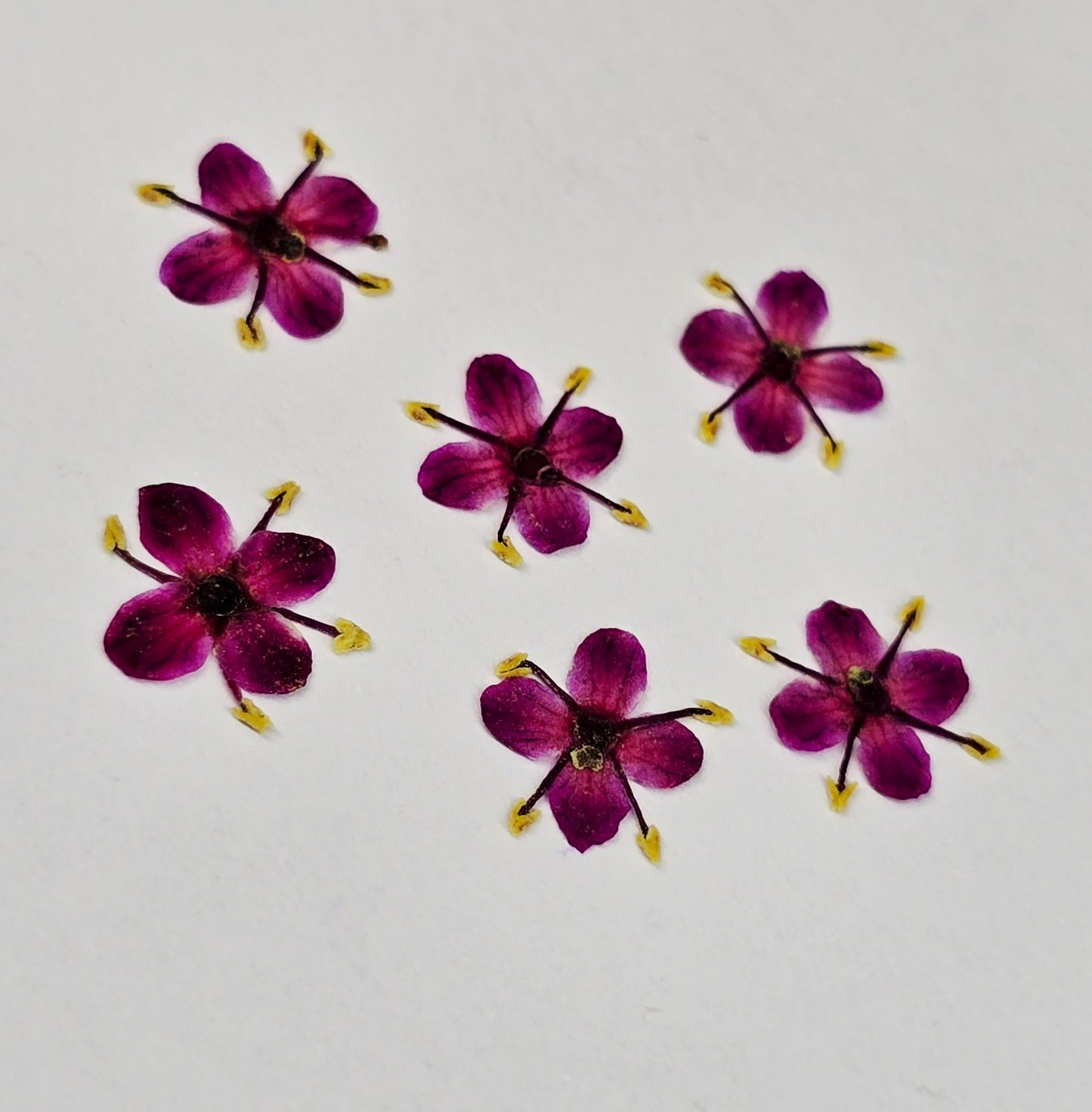 Presseed "Butterfly" Elderflower