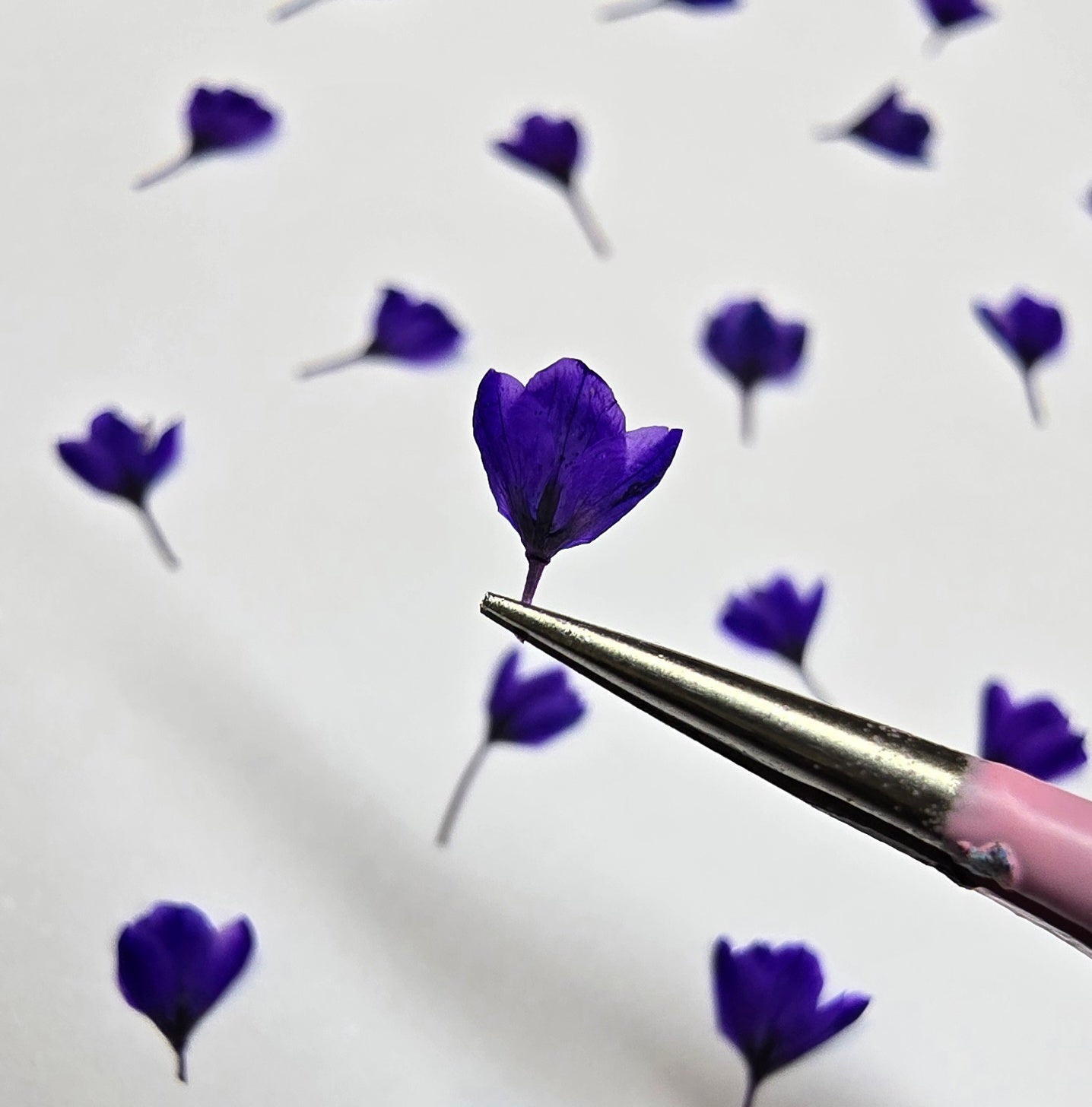 Dyed pressed Japanese blossoms