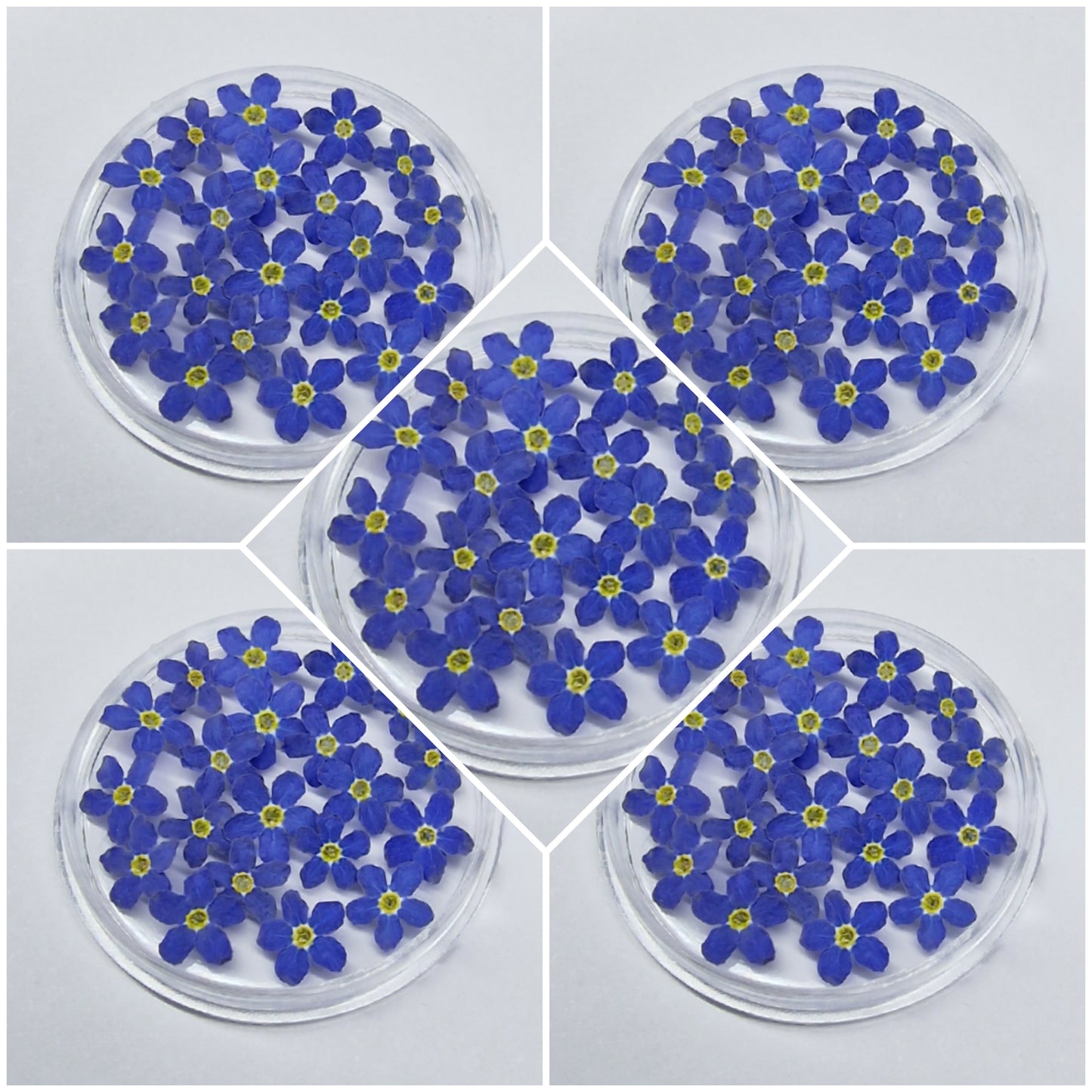 5 Boxes of forget me nots