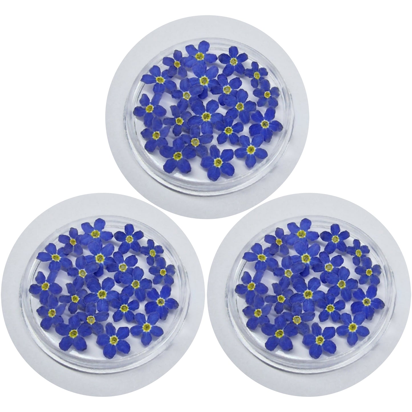 3 Boxes of forget me nots