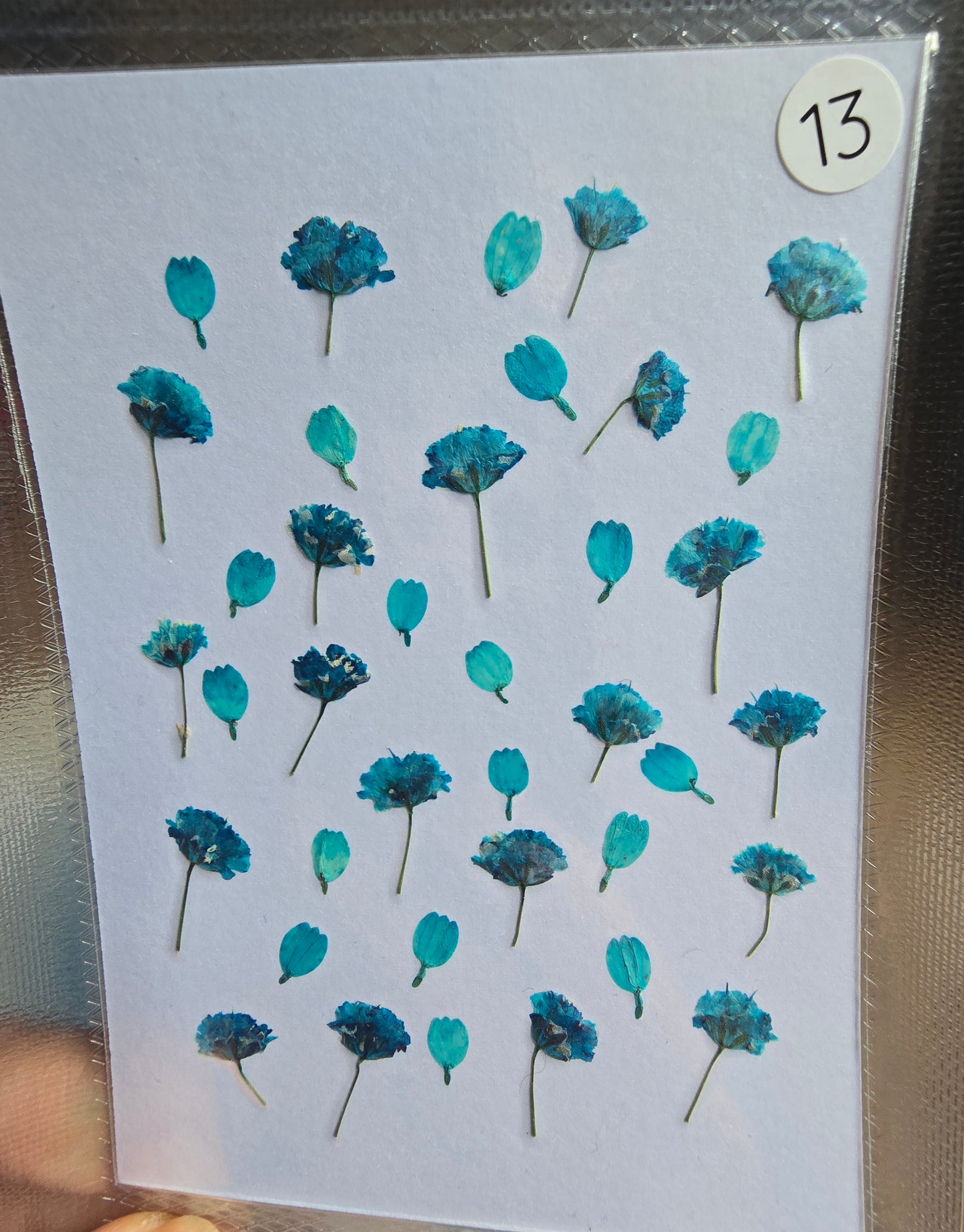 SPECIAL gypsophila flower mix