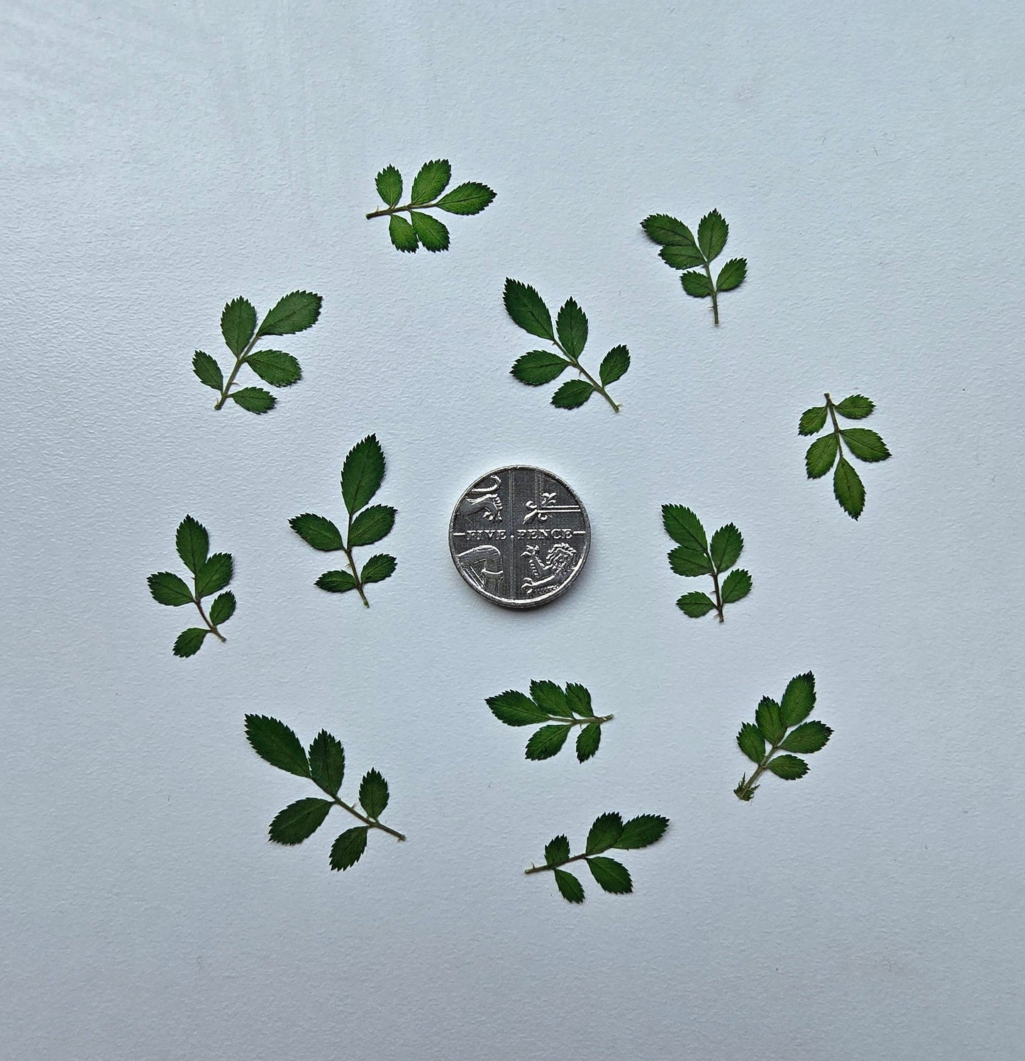 Tiny dyed rose leaves