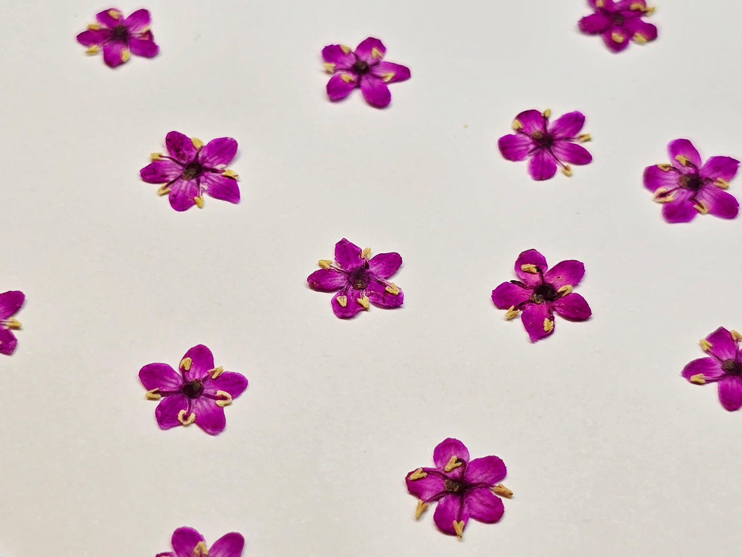 Tiny pressed elderflower