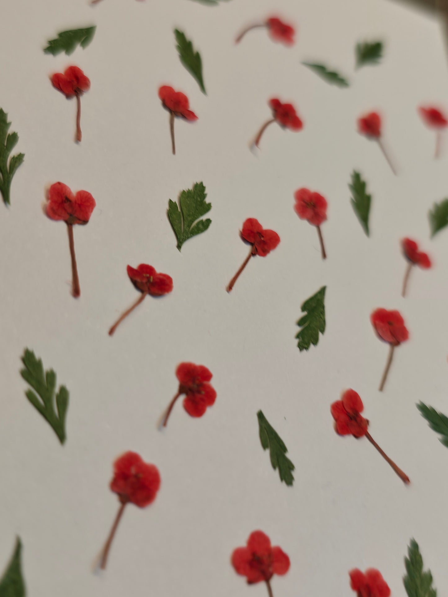 Poppy field mix