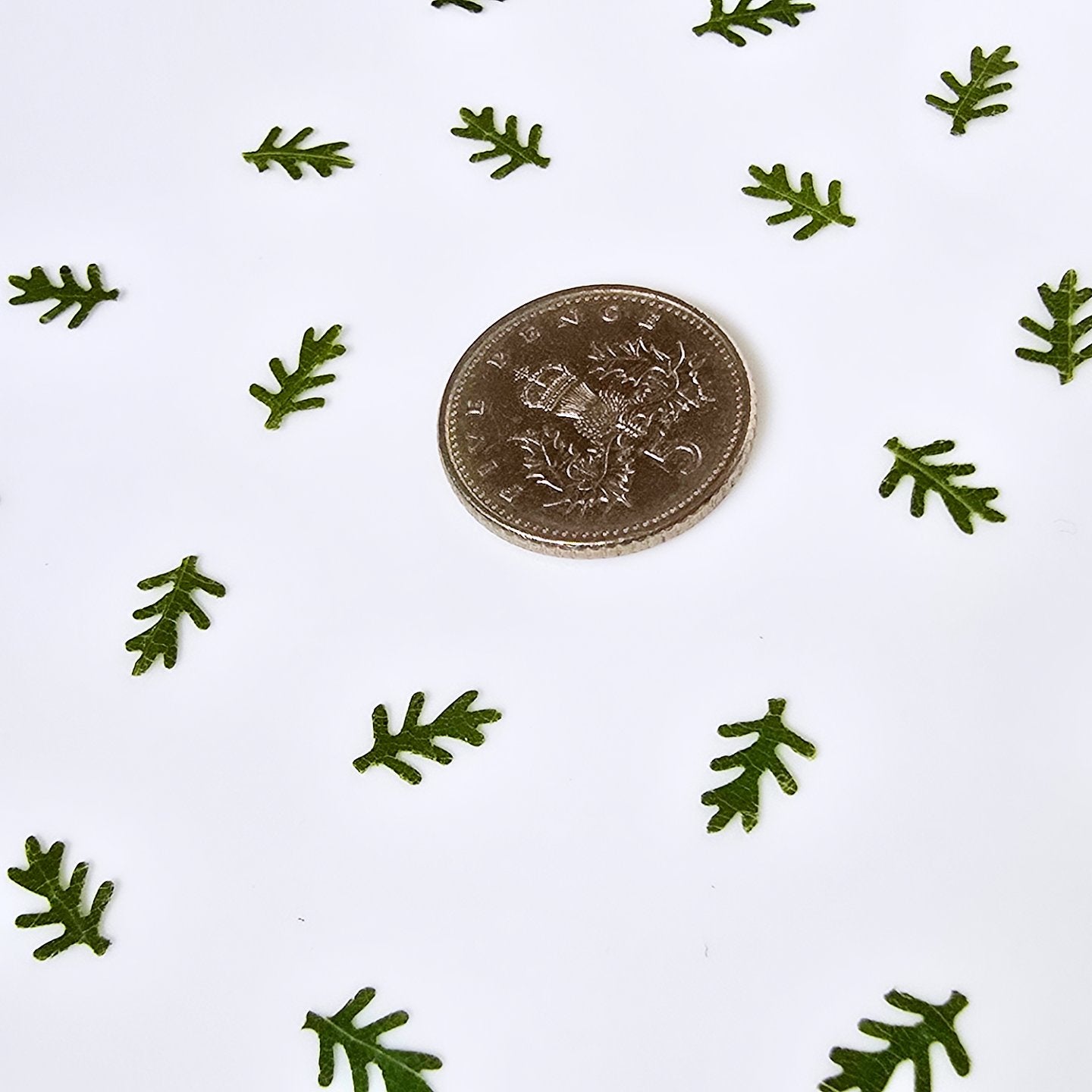 Tiny fern leaves
