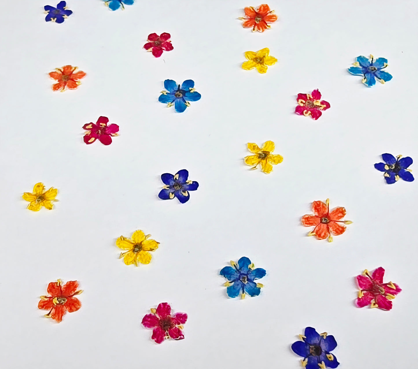 Tiny pressed elderflower