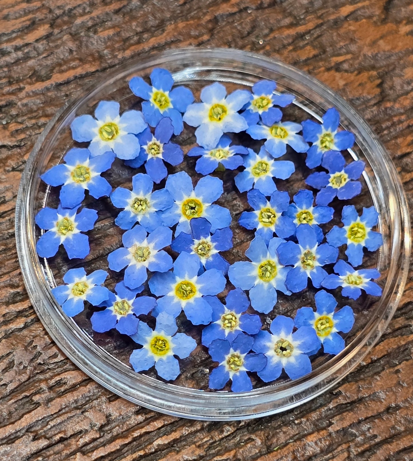 Ombre forget me nots
