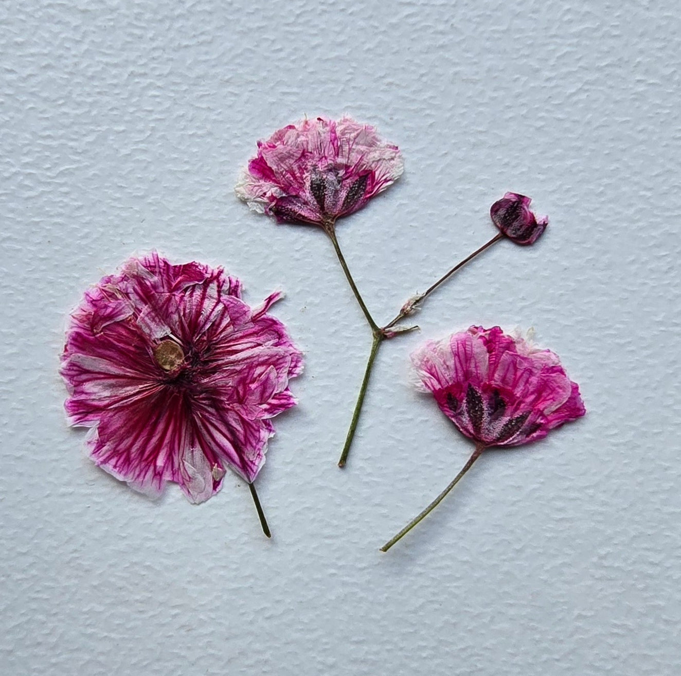 Pressed dyed gypsophila
