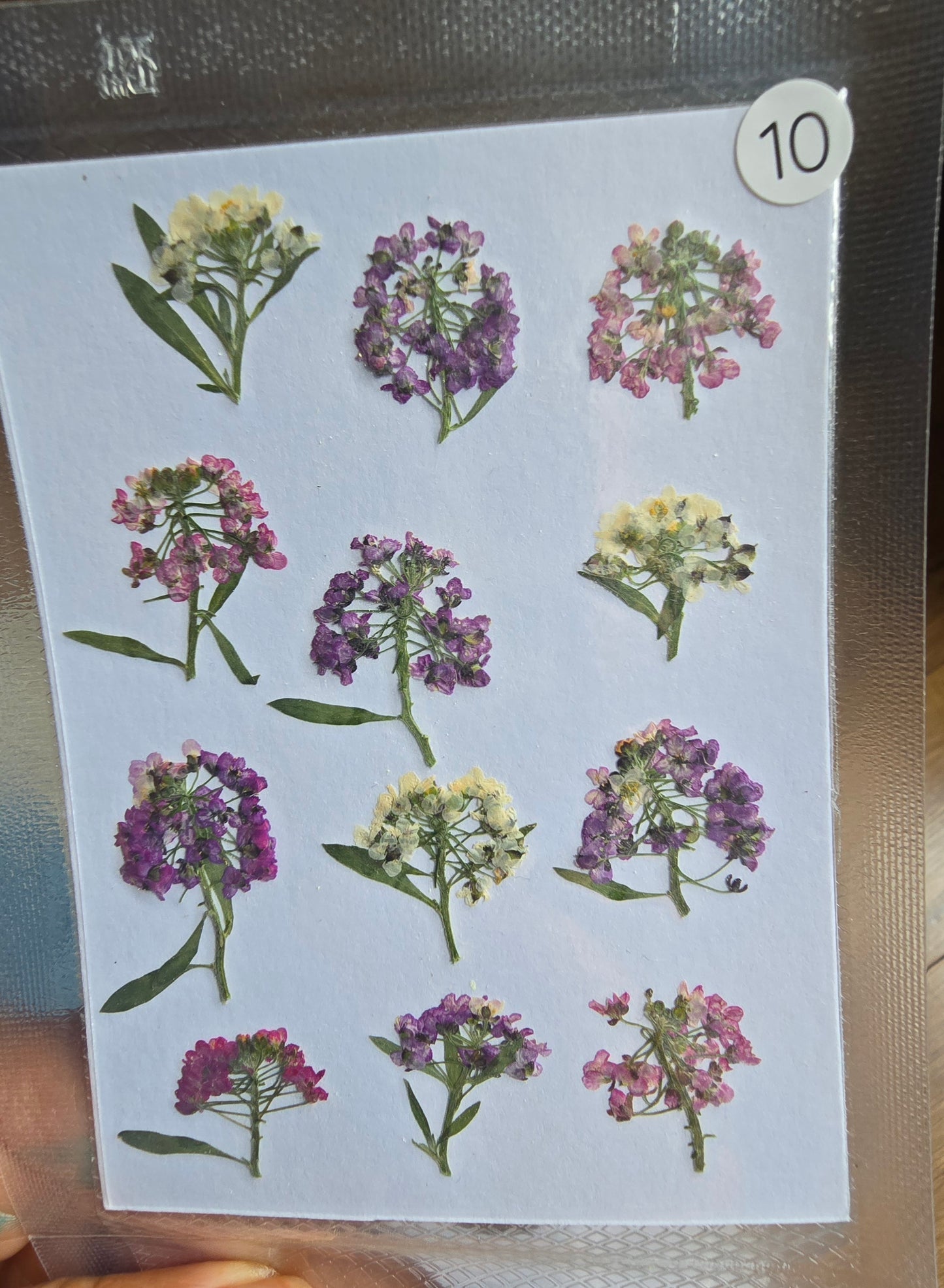 SPECIAL pressed Allysum