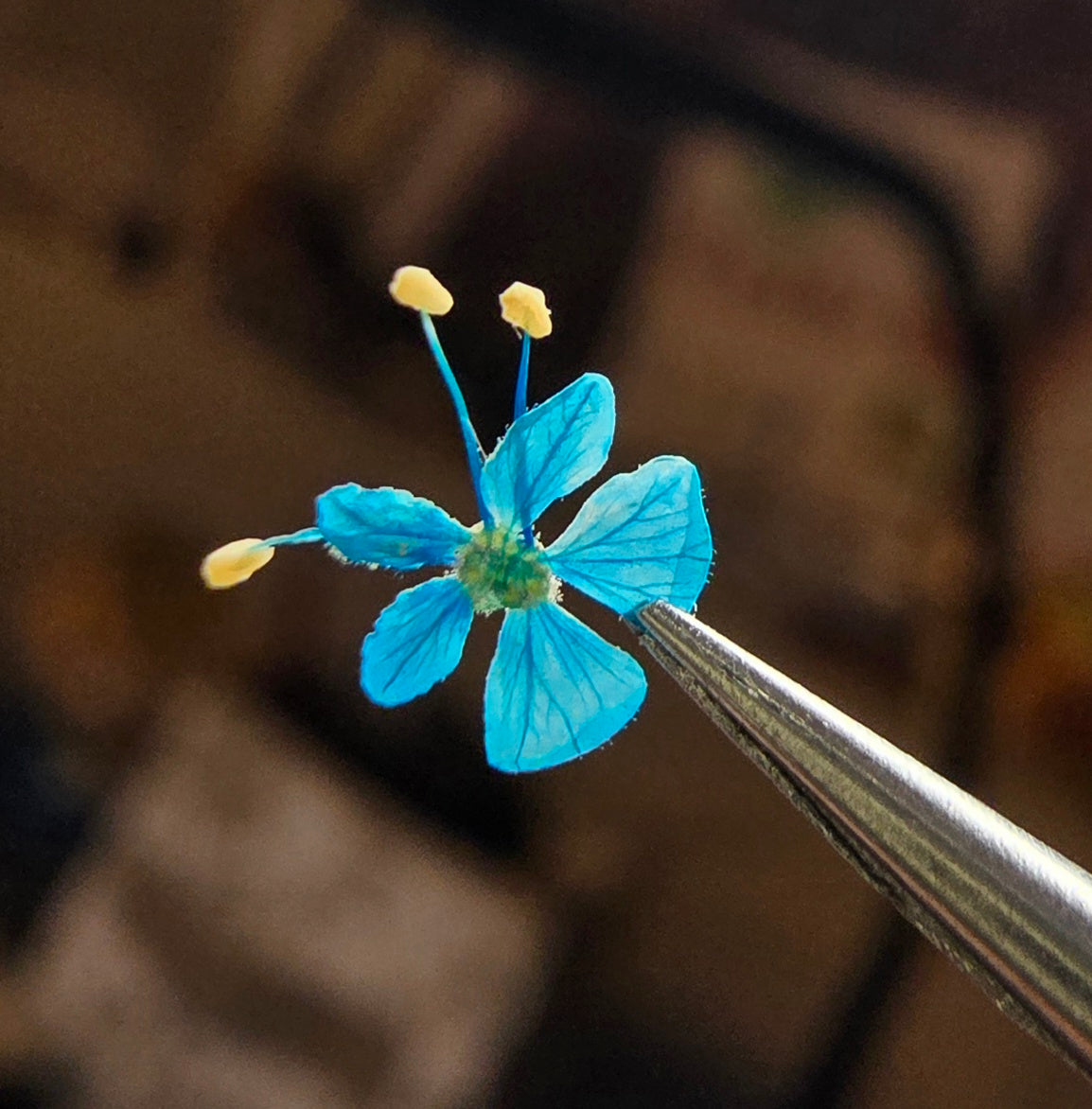 Micro blooms