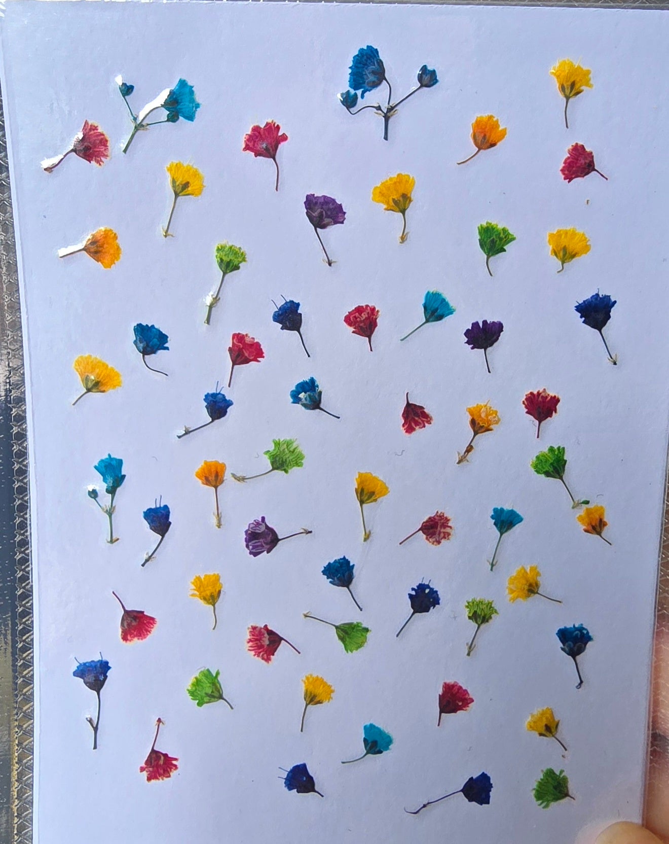 Tiny pressed gypsophila