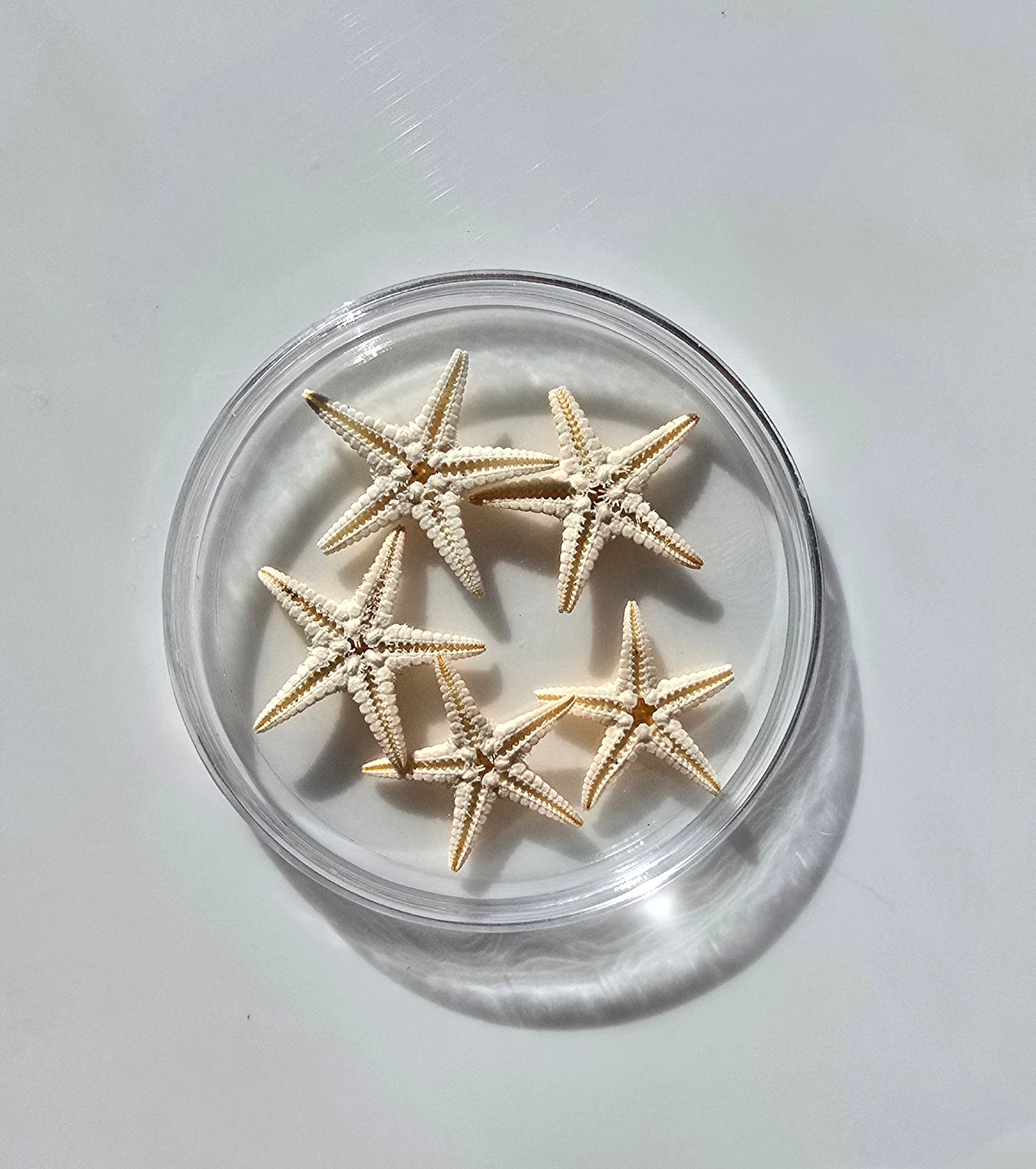 Miniature star fish
