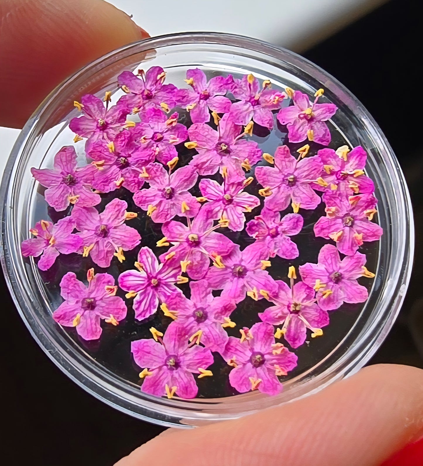 Dyed 3d Elderflower