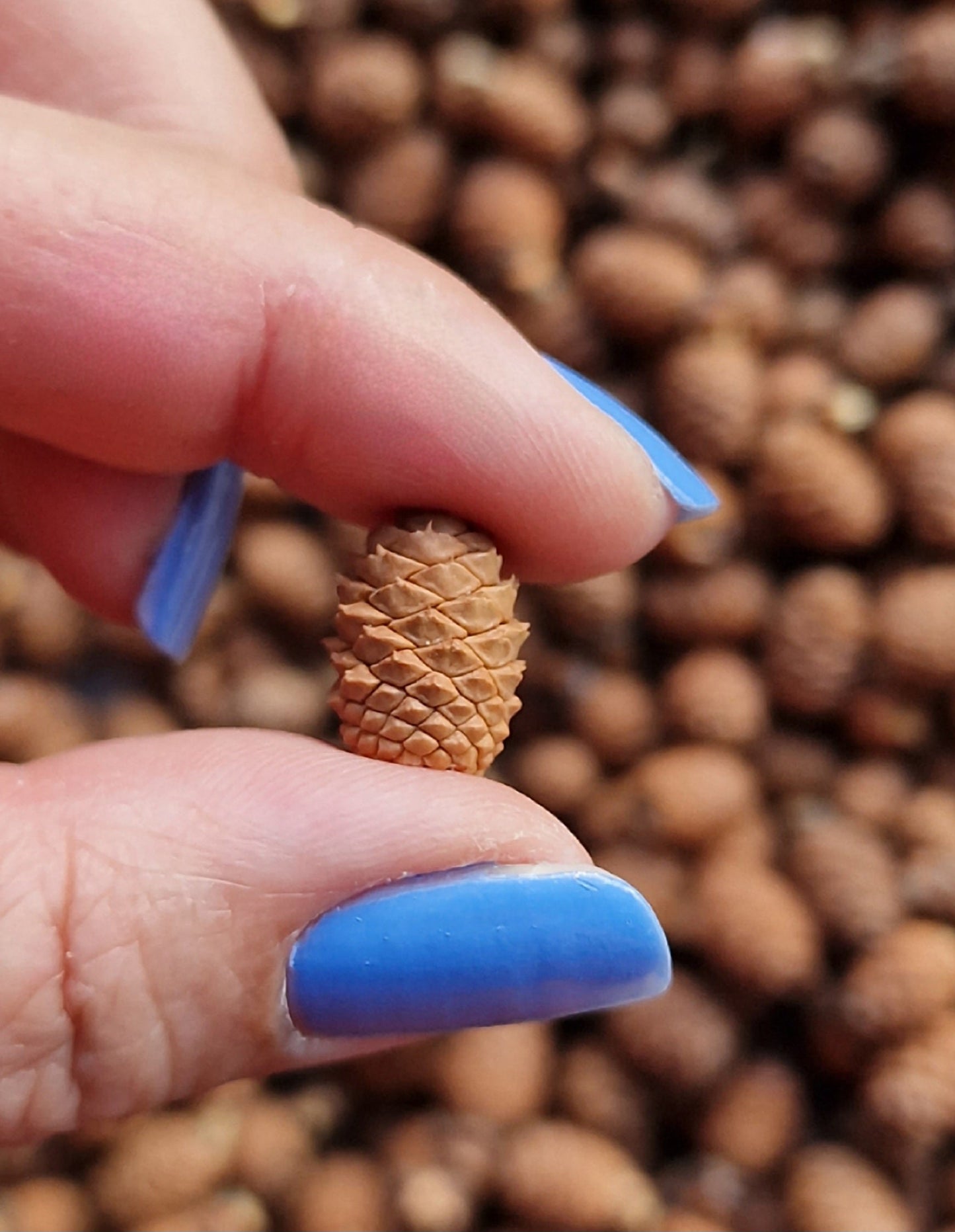 Miniature pine cones