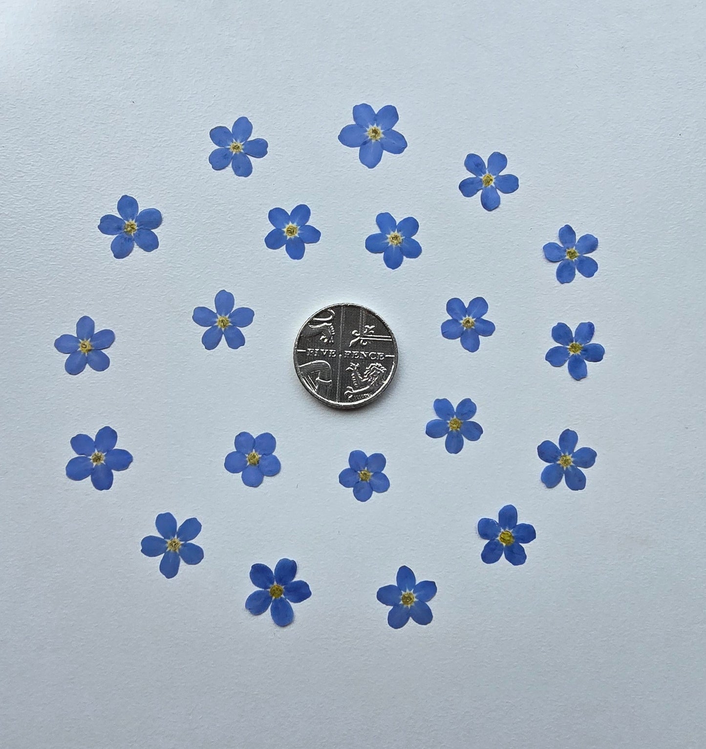 Pressed forget me nots