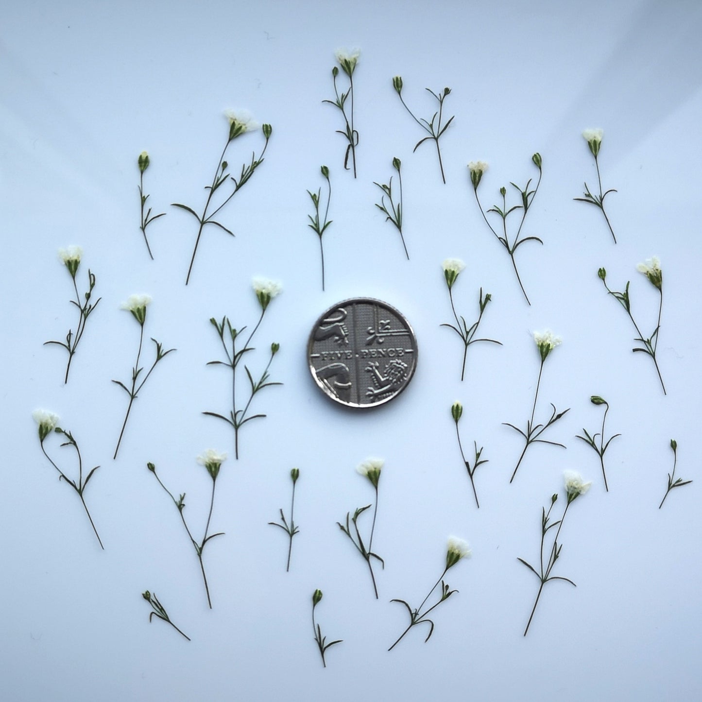 Tiny wild gypsophila