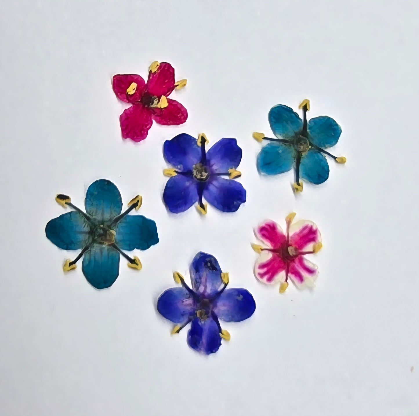 Presseed "Butterfly" Elderflower