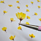 Dyed pressed Japanese blossoms