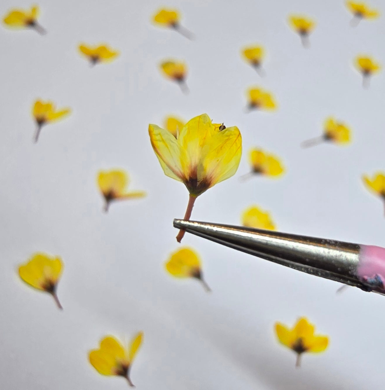 Dyed pressed Japanese blossoms