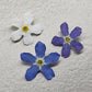 Forget me nots TRICOLORE