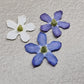 Forget me nots TRICOLORE