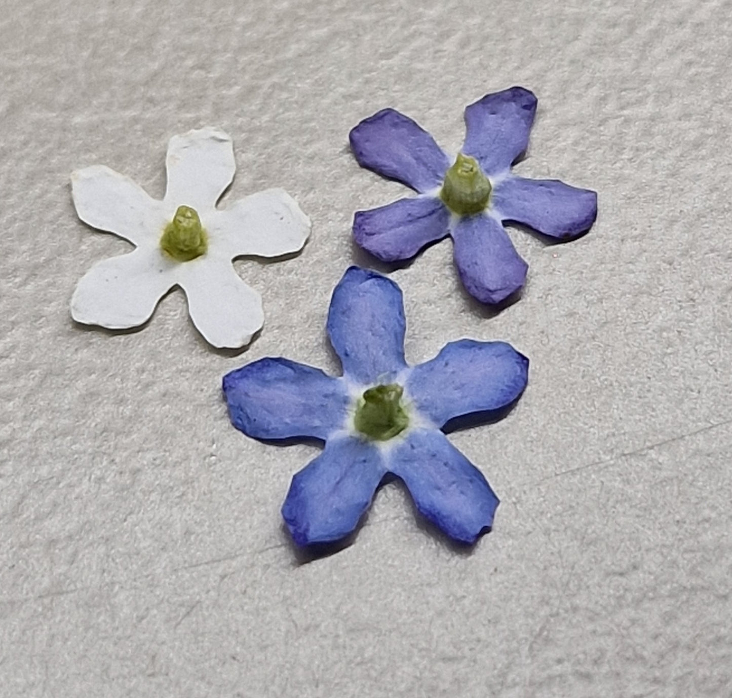 Forget me nots TRICOLORE