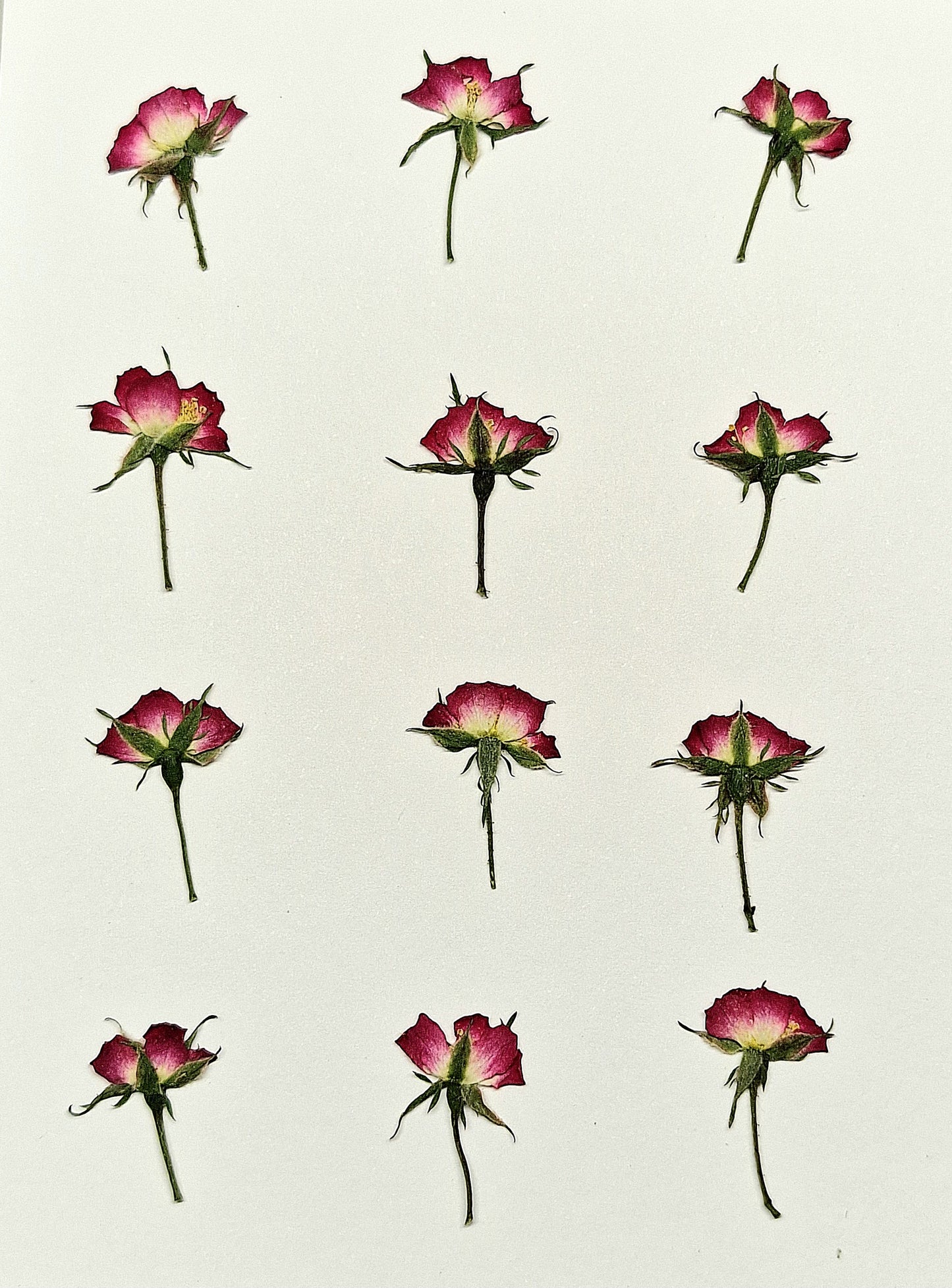 Tiny roses