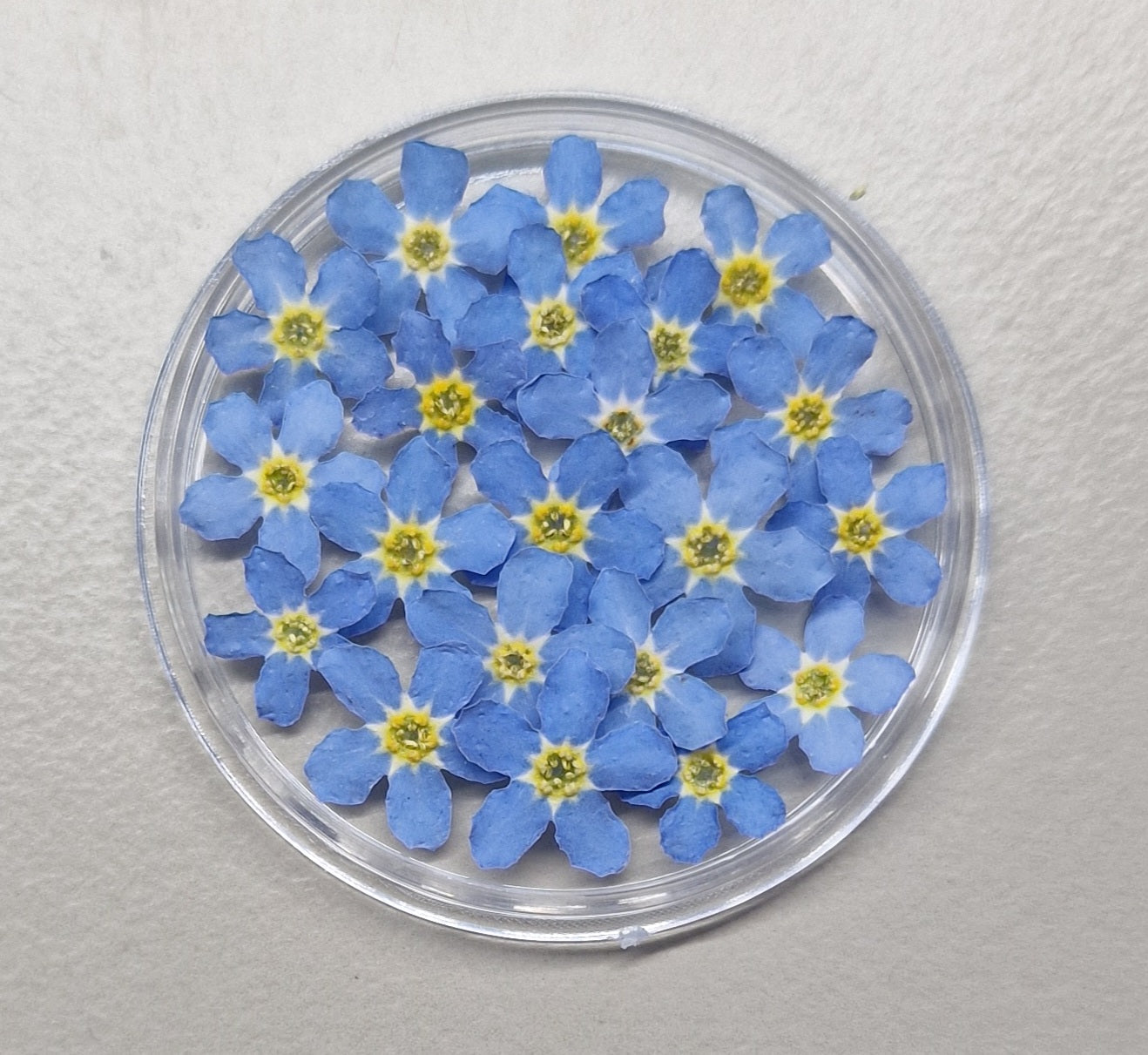 "MIXED SIZE" 3d forget me nots LIGHT BLUE