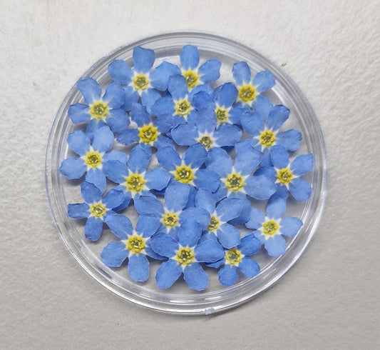 "MIXED SIZE" 3d forget me nots LIGHT BLUE