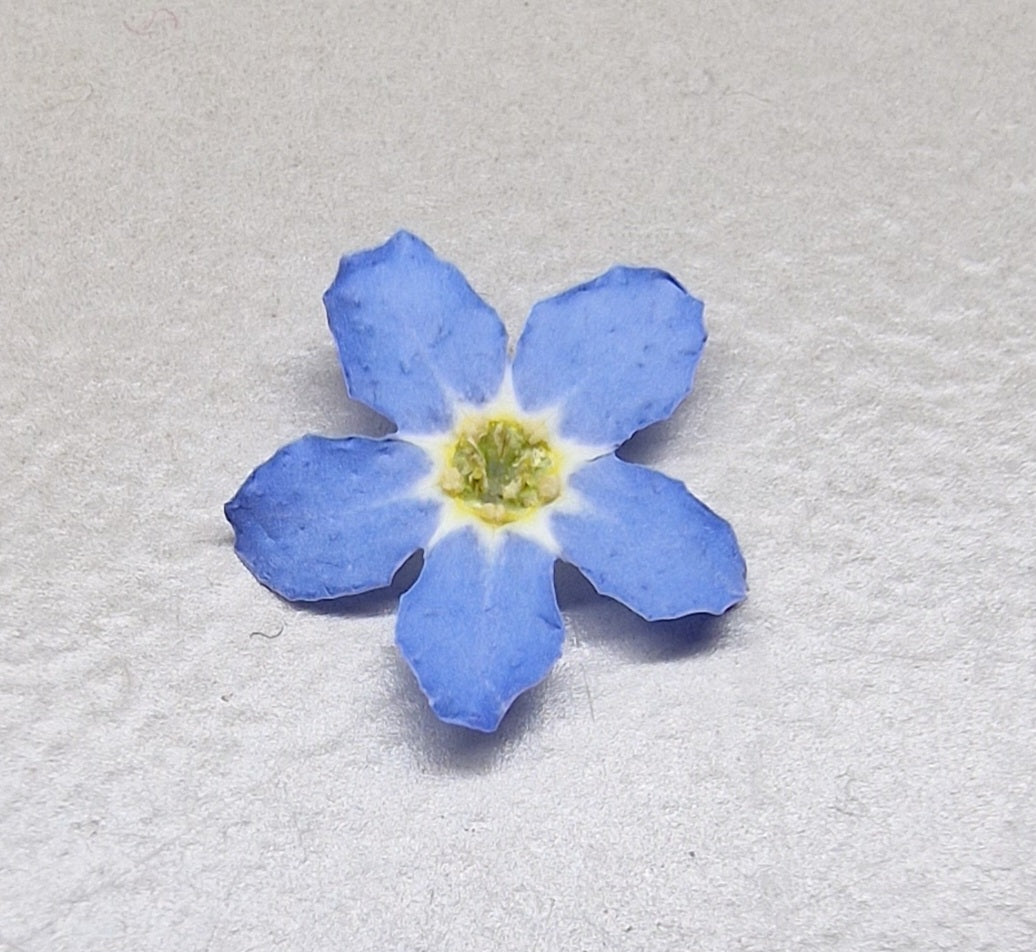 "MIXED SIZE" 3d forget me nots LIGHT BLUE