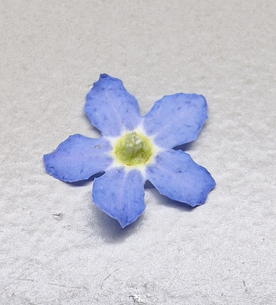 "MIXED SIZE" 3d forget me nots LIGHT BLUE