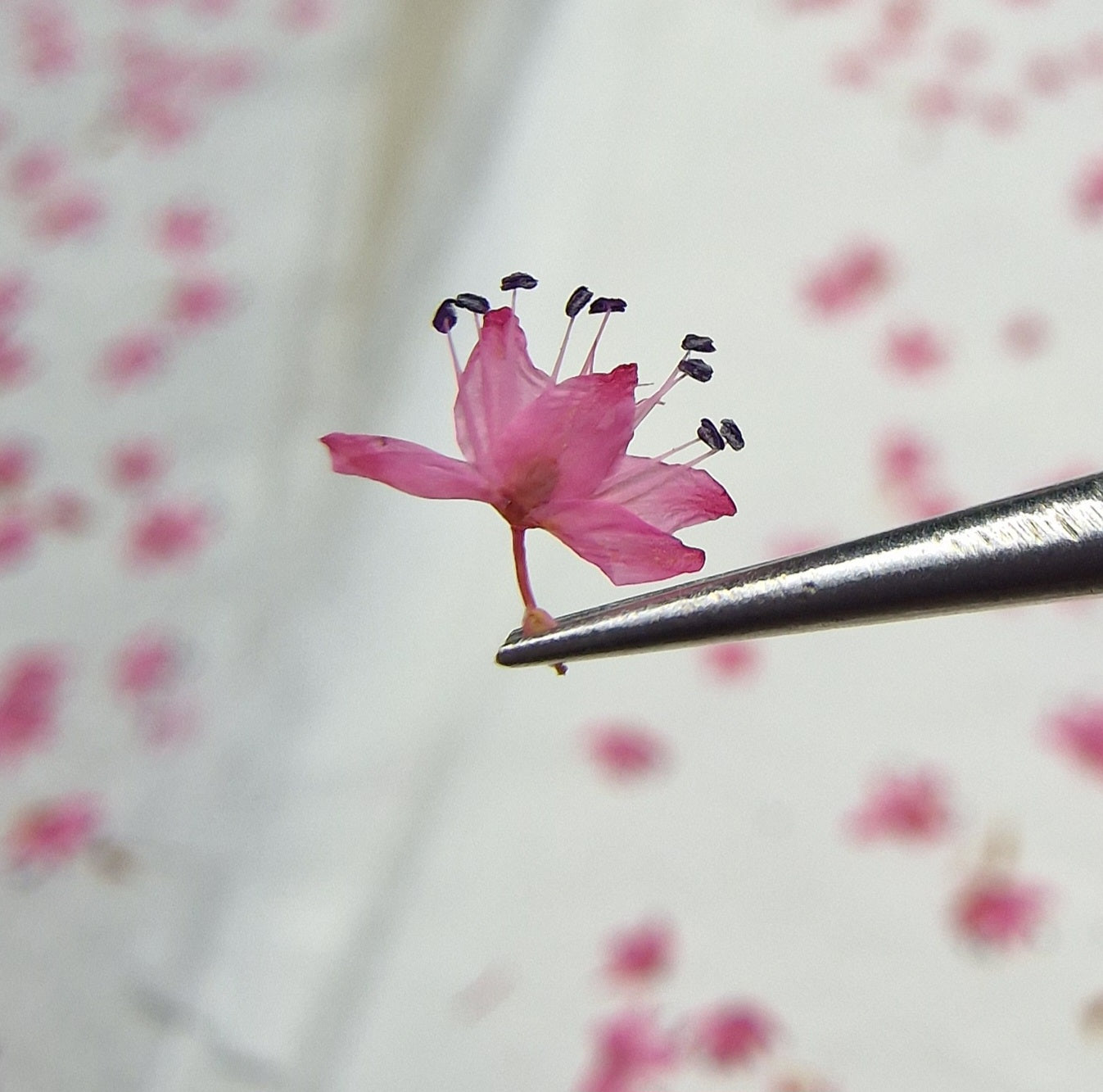 Pressed Miniature Azalea