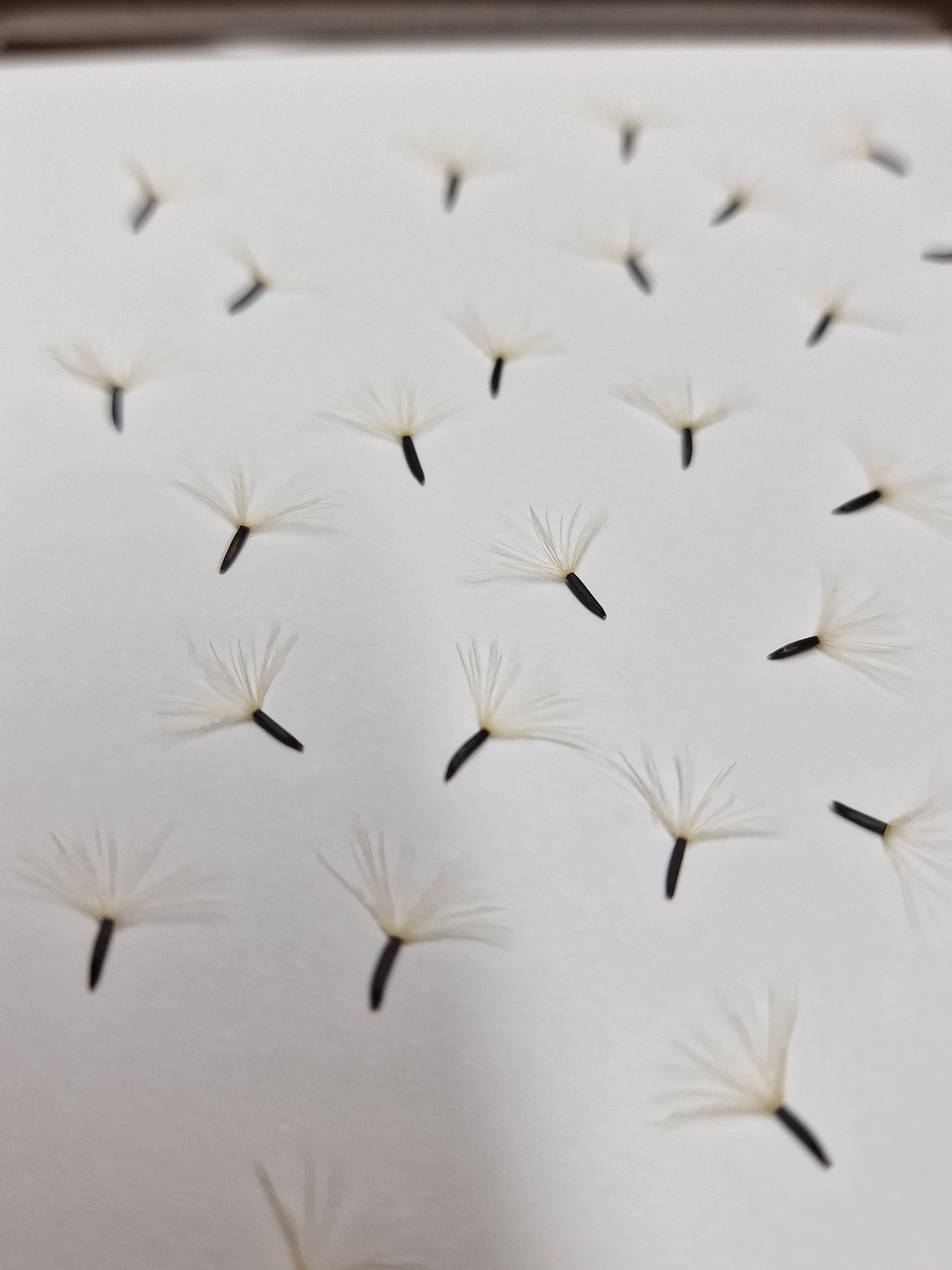 Pressed tiny dandelion wishes