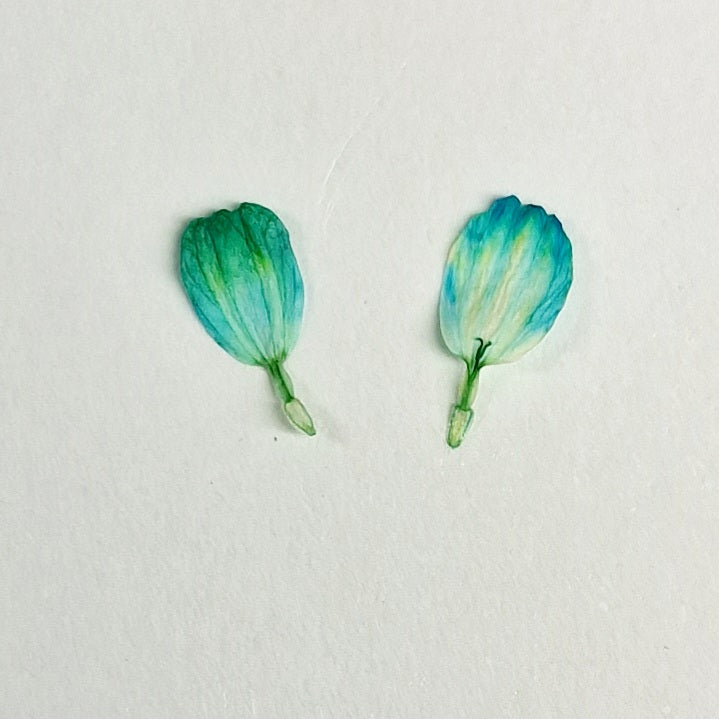 Tulip petals