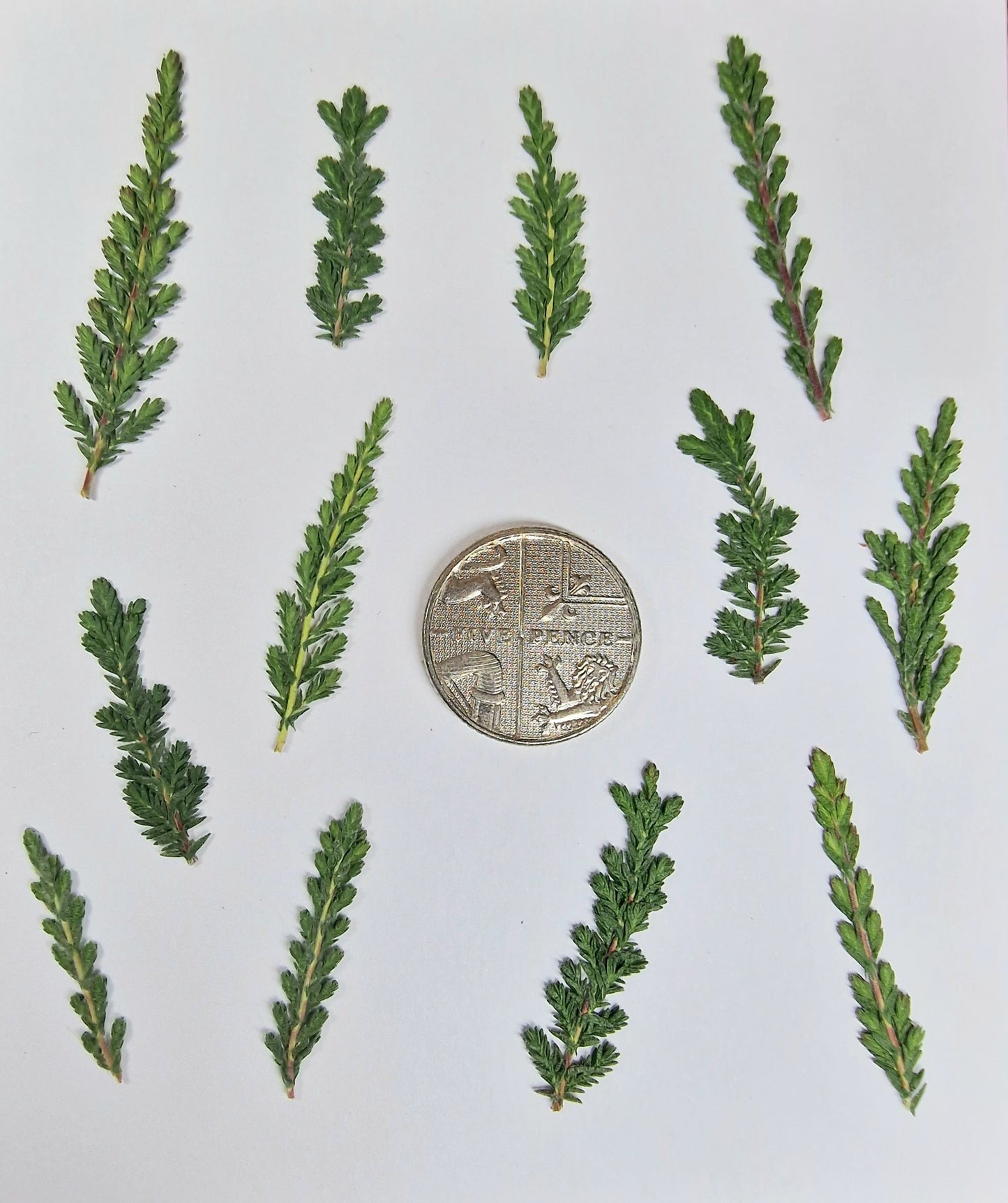 Pressed Christmas trees