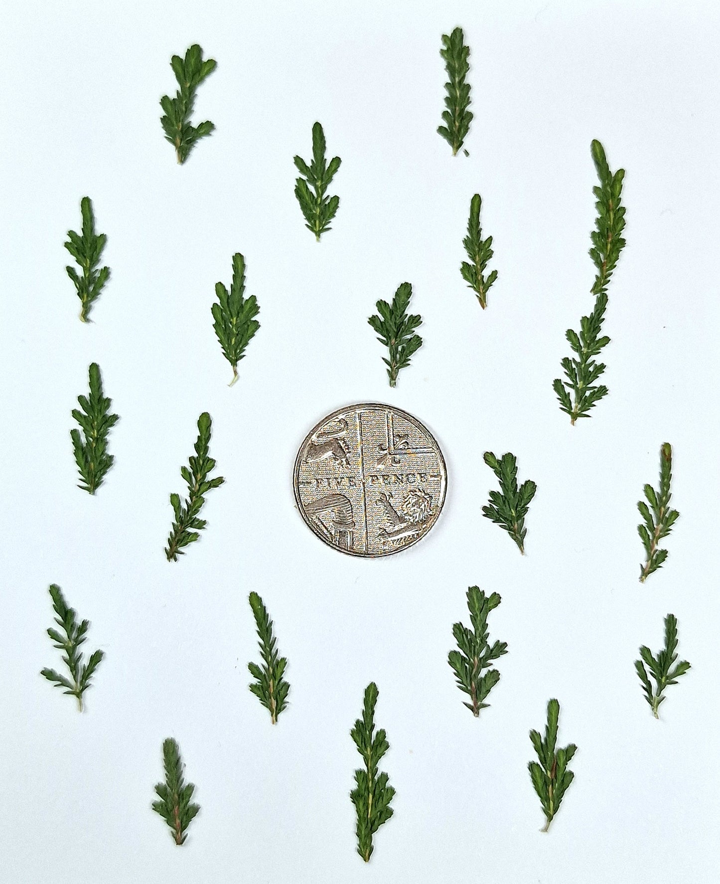 Pressed Christmas trees