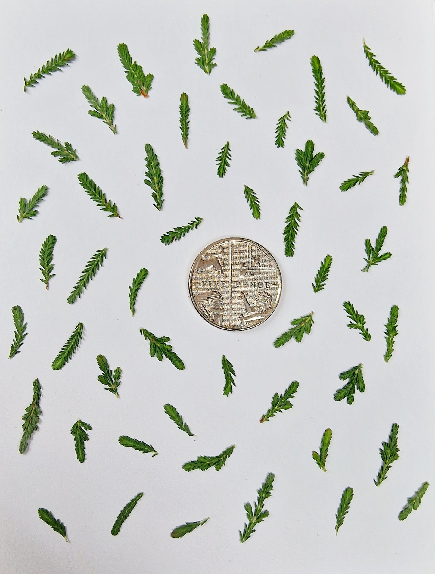 Pressed Christmas trees