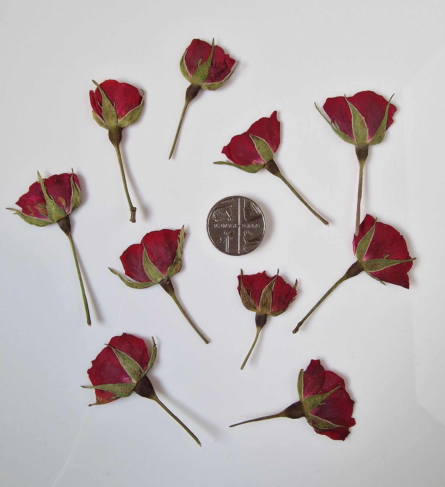 Pressed half roses