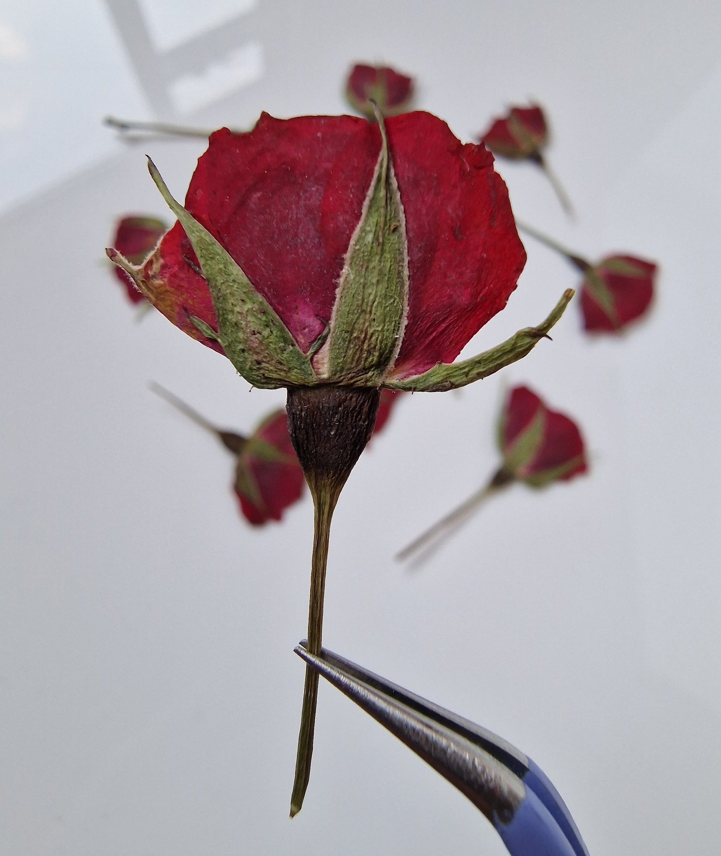 Pressed half roses