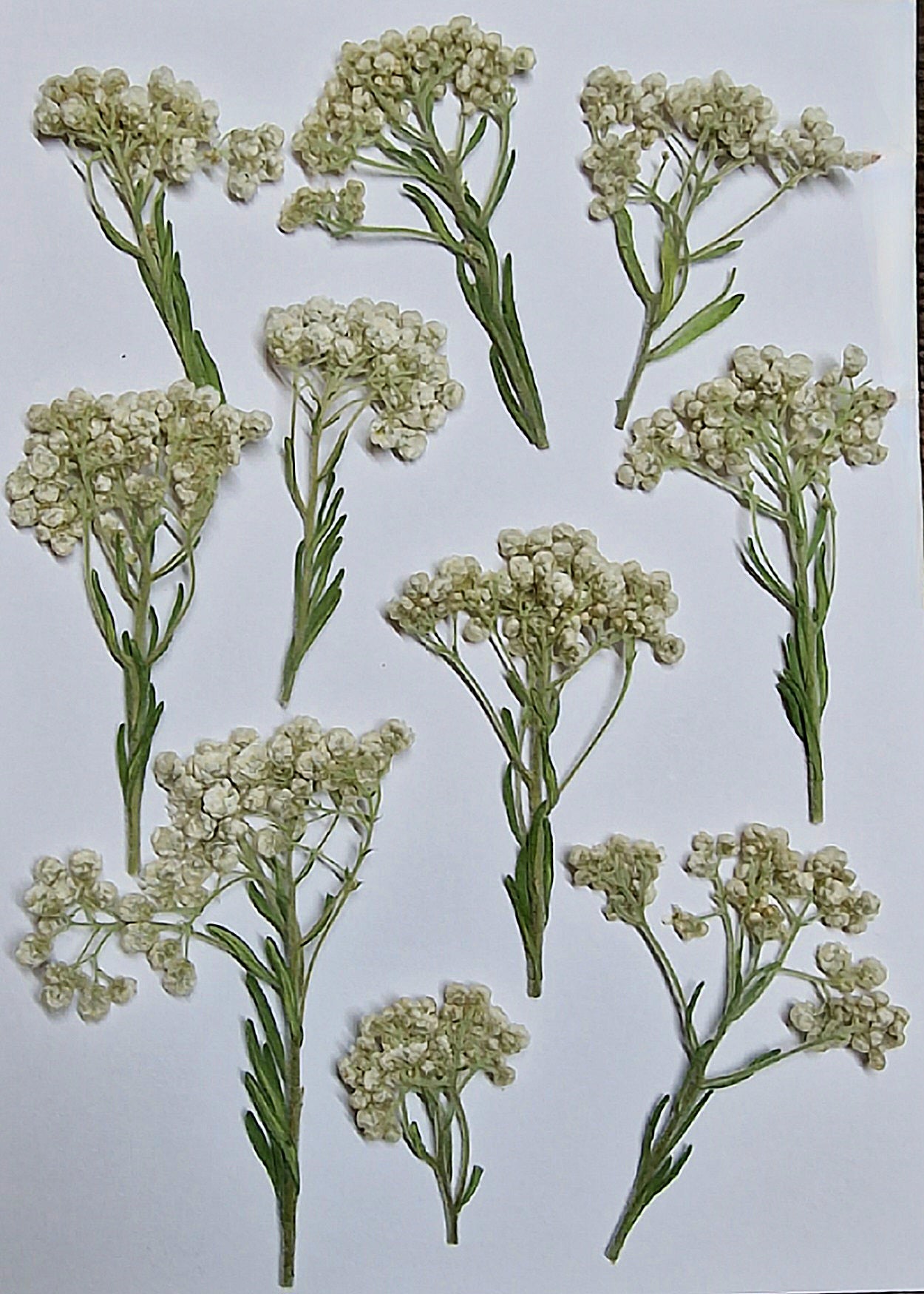 Pressed white rice flowers