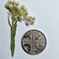 Pressed white rice flowers