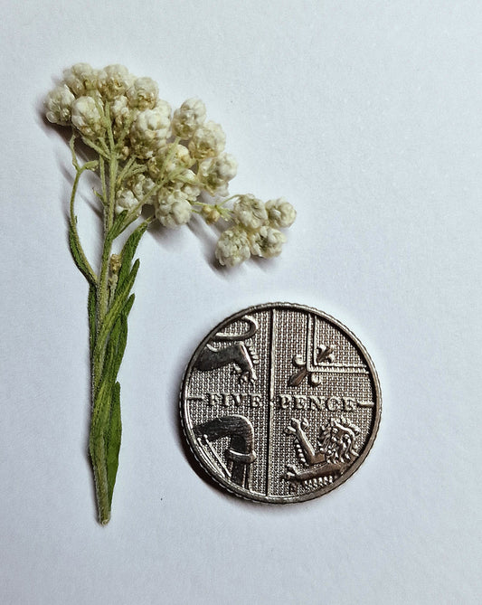 Pressed white rice flowers