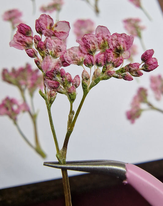 miniature blossom trees